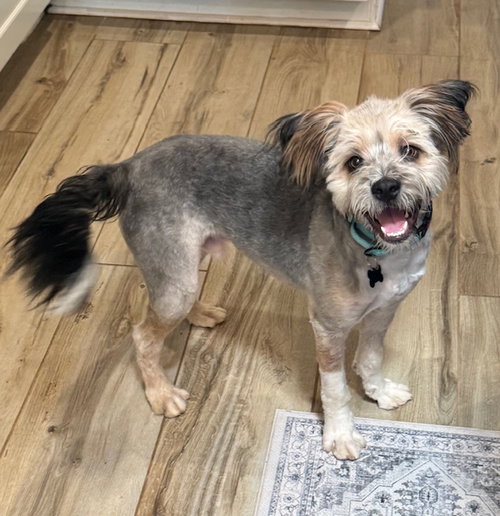 Roscoe Ricky, an adoptable Shih Tzu in Alpharetta, GA