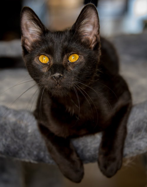Gilbert Blythe, Domestic Short Hair / Mixed (short coat), cat for adoption in Marietta, Georgia