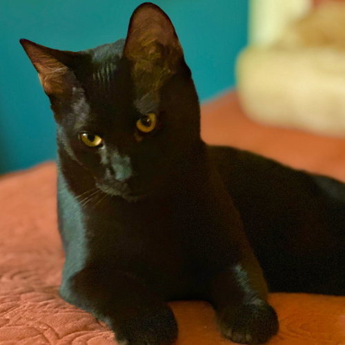 Gilbert Blythe, an adoptable Domestic Short Hair in Alpharetta, GA