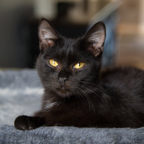 Theodore Finche, Domestic Short Hair / Mixed (short coat), cat for adoption in Marietta, Georgia