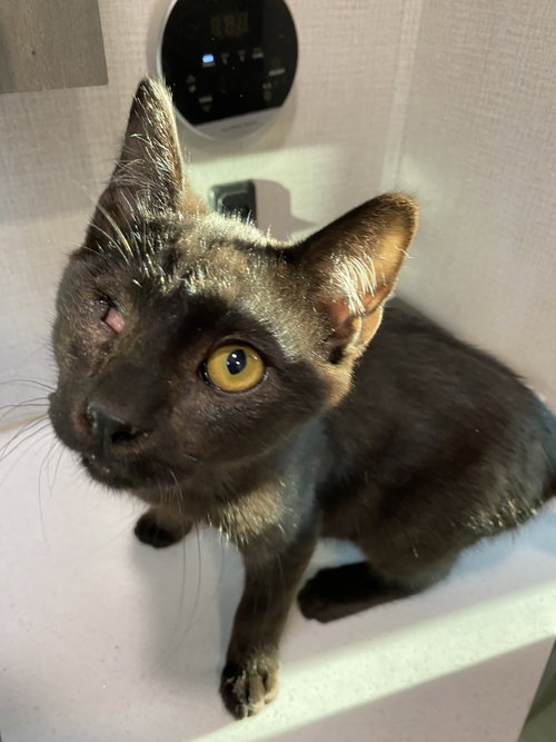 Peter Rabbit, Domestic Short Hair / Mixed (short coat), cat for adoption in Marietta, Georgia