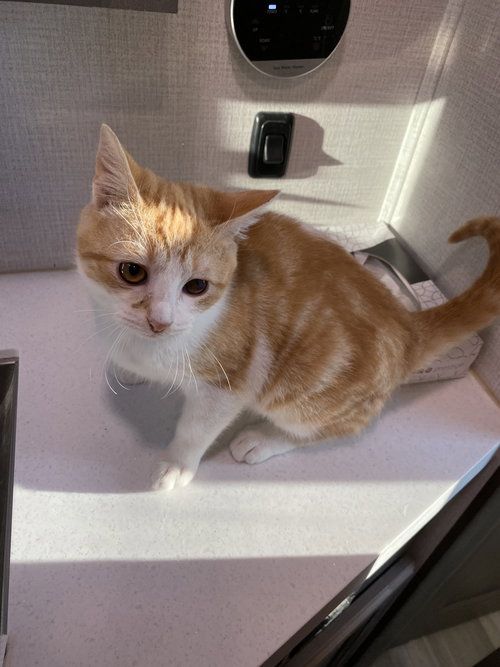 Stuart Little, Domestic Short Hair / Mixed (short coat), cat for adoption in Marietta, Georgia