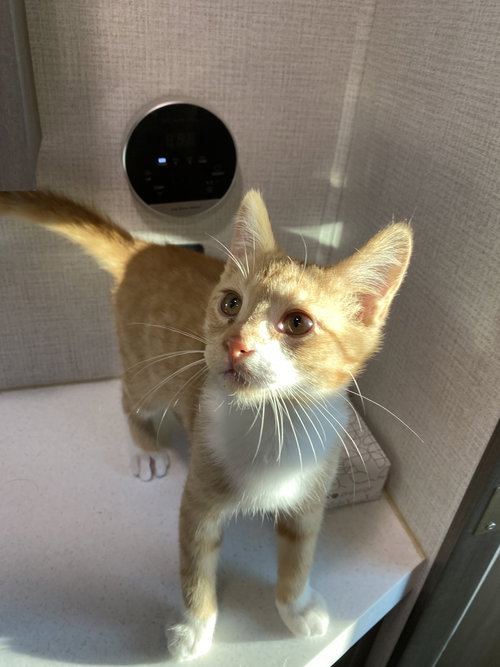 Winnie Bear, Domestic Short Hair / Mixed (short coat), cat for adoption in Marietta, Georgia