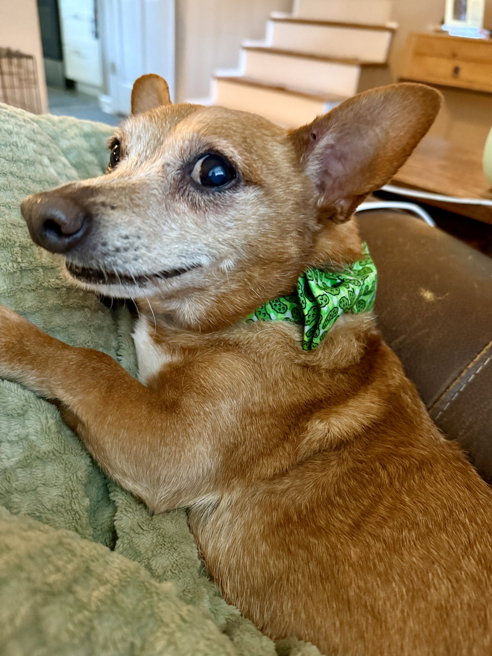Unknown Breed