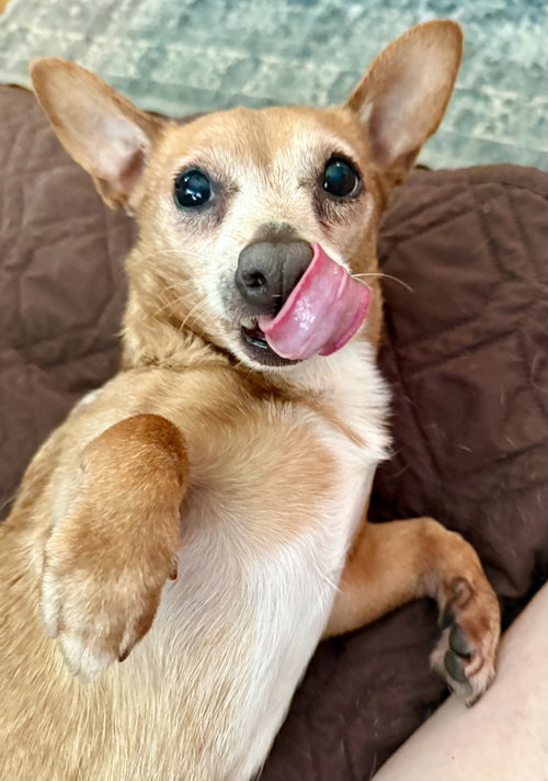Senor Pickles, a dog for adoption from Angels Among Us Pet Rescue