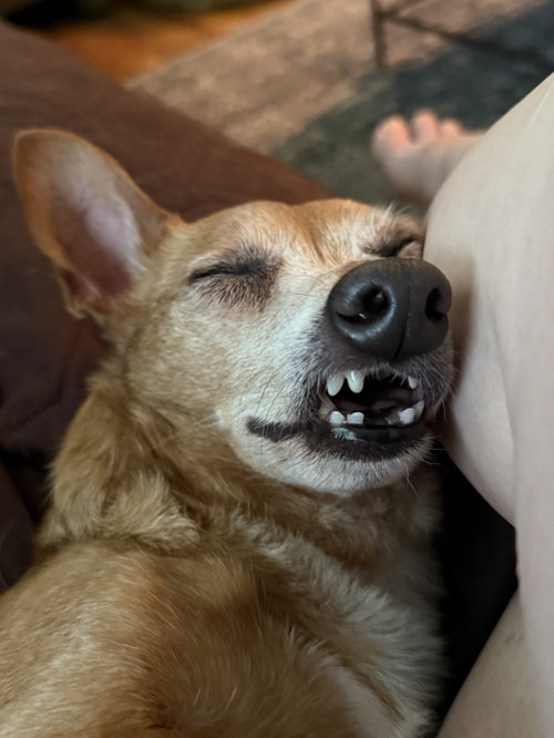 Photo 2 of Senor Pickles