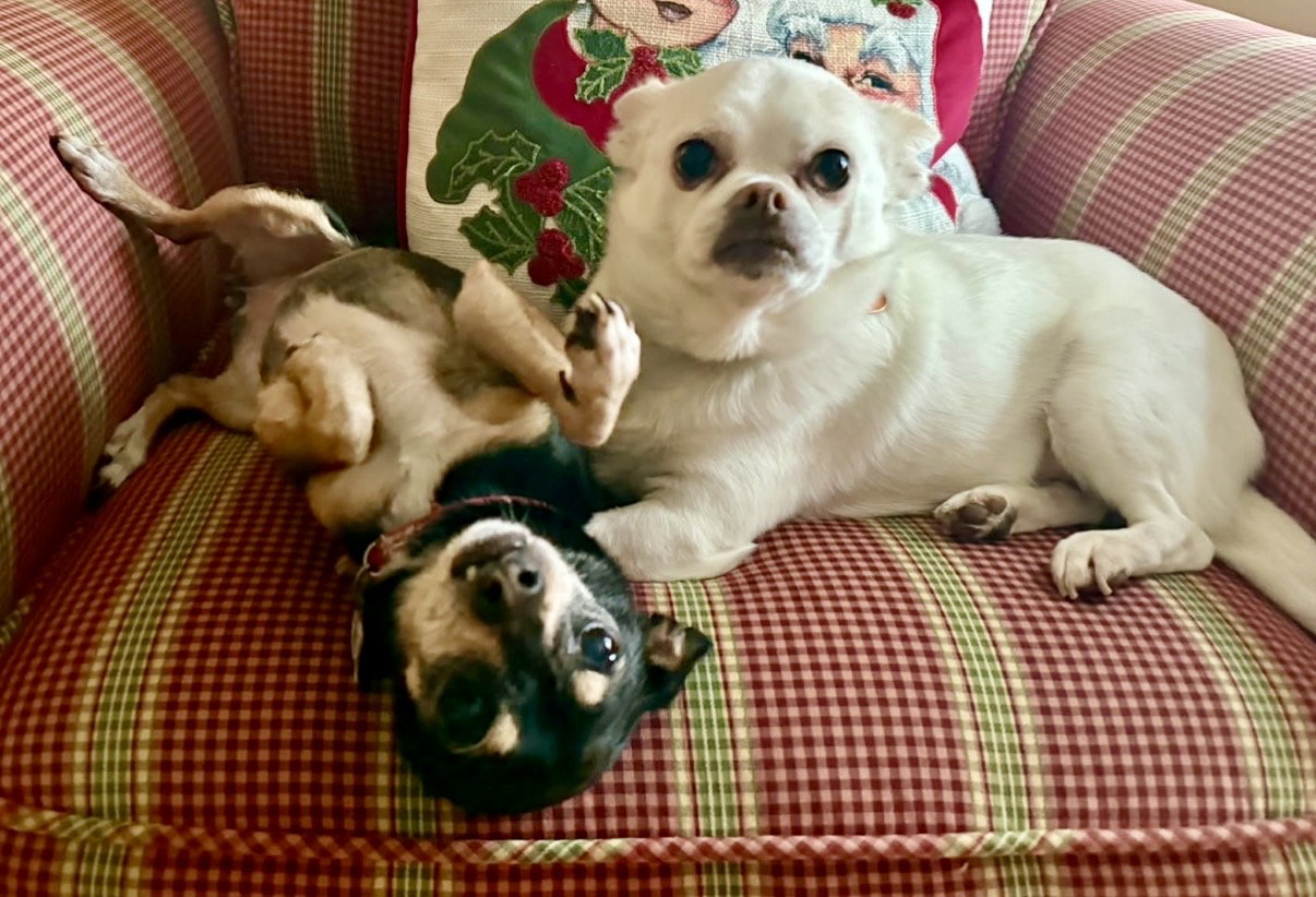 Chihuahua