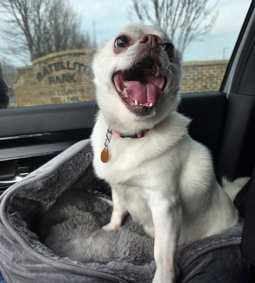 Thumper Moon - Bonded Wth Sammie Moon, an adoptable Chihuahua in Alpharetta, GA