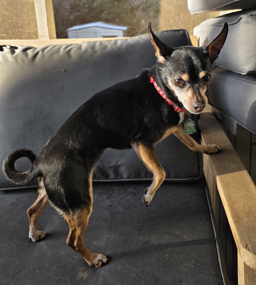 Sammie Moon - Bonded With Thumper Moon, an adoptable Miniature Pinscher in Alpharetta, GA