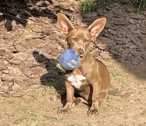 Turnip, an adoptable Dachshund in Alpharetta, GA