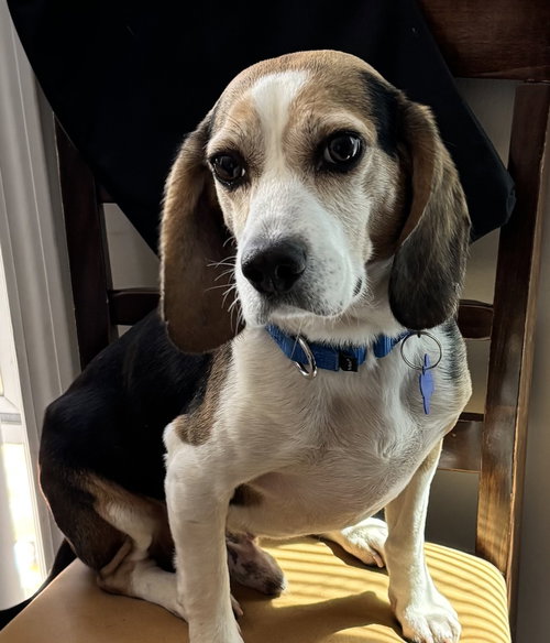 McGraw Willie, an adoptable Beagle in Alpharetta, GA