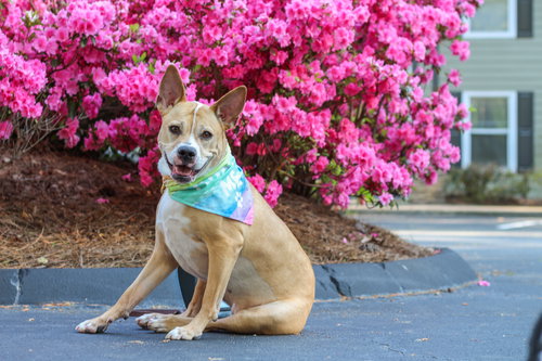 Kiki Bee, an adoptable American Staffordshire Terrier in Alpharetta, GA