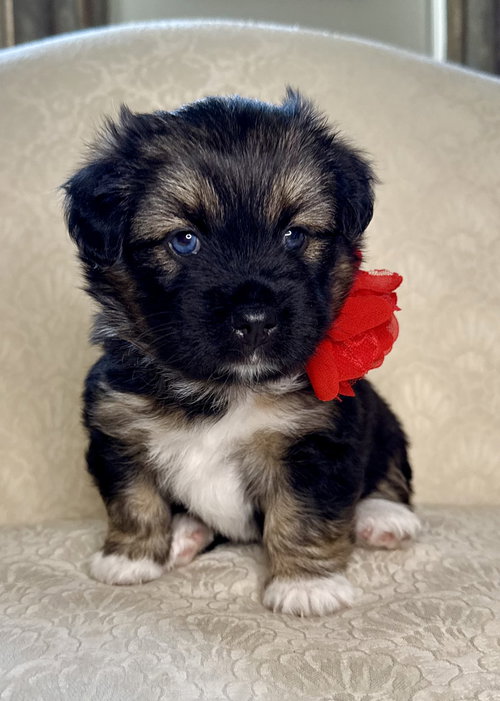 Macy Middleton, an adoptable Shih Tzu in Alpharetta, GA