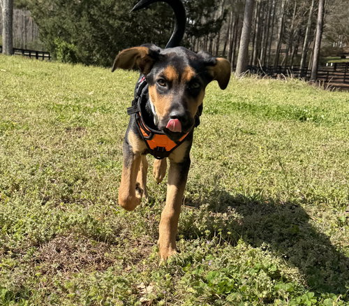 Zola DD, an adoptable Hound in Alpharetta, GA