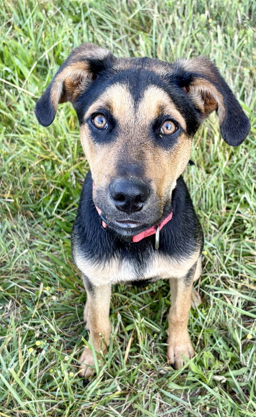 Zola DD, an adoptable Hound in Alpharetta, GA