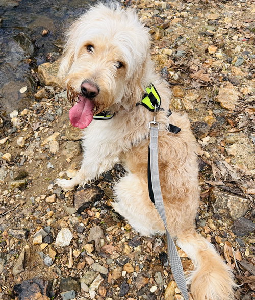 Peter the Great, an adoptable Golden Retriever in Alpharetta, GA
