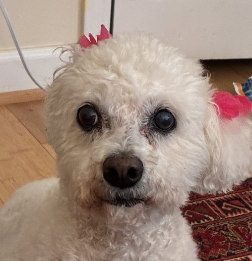 Lexie Gracie, an adoptable Bichon Frise in Alpharetta, GA