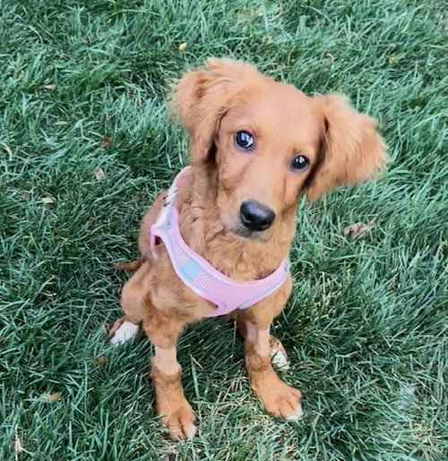 Glamour, an adoptable Golden Retriever in Alpharetta, GA