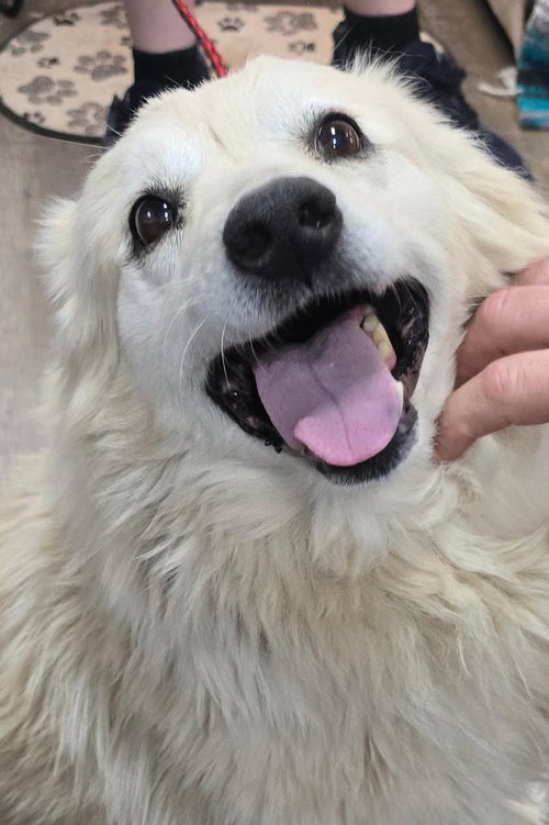 Bubski, an adoptable American Eskimo Dog in Alpharetta, GA