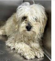 Loraxx, an adoptable Poodle in Alpharetta, GA