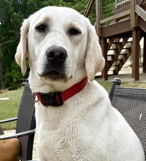 Spring Daisy, an adoptable Yellow Labrador Retriever in Alpharetta, GA