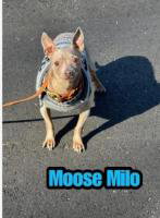 Moose Milo, an adoptable Chihuahua in Alpharetta, GA