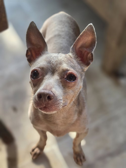 Moose Milo, an adoptable Chihuahua in Alpharetta, GA
