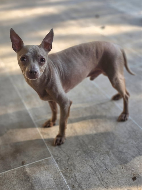 Moose Milo photo 2