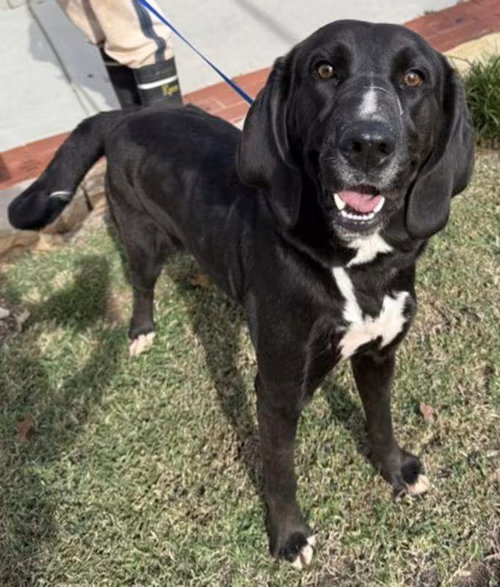 Eliza Jane Wilder, an adoptable Labrador Retriever in Alpharetta, GA