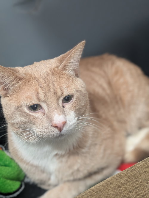 Aurelio, Young Domestic Short Hair / Mixed (short coat), cat for adoption in Peachtree Corners, Georgia