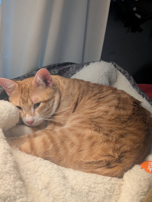 Isolde, Young Domestic Short Hair / Mixed (short coat), cat for adoption in Marietta, Georgia