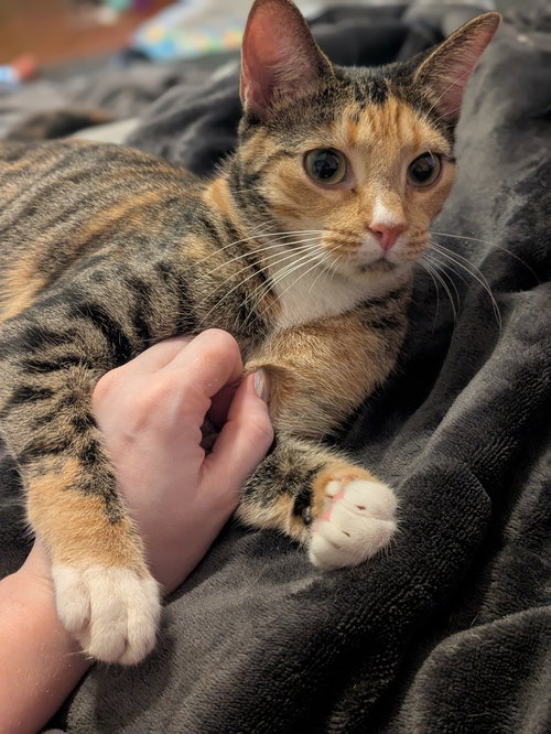 Bramble, Young Domestic Short Hair / Tabby / Mixed (short coat), cat for adoption in Marietta, Georgia