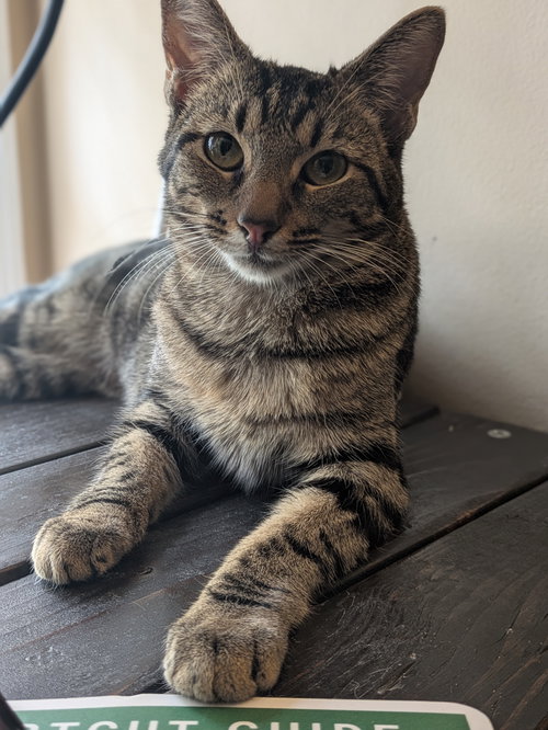 Evren, Young Domestic Short Hair / Tabby / Mixed (short coat), cat for adoption in Marietta, Georgia