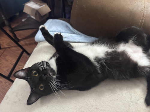 Beatrice, a cat for adoption from Angels Among Us Pet Rescue