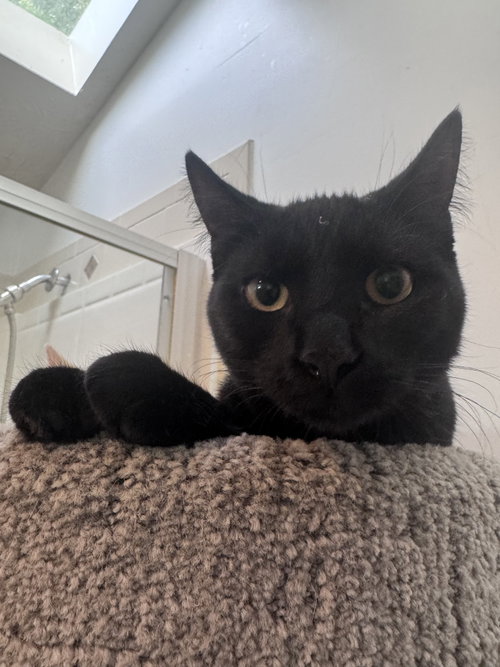 Princess Donut, a cat for adoption from Angels Among Us Pet Rescue