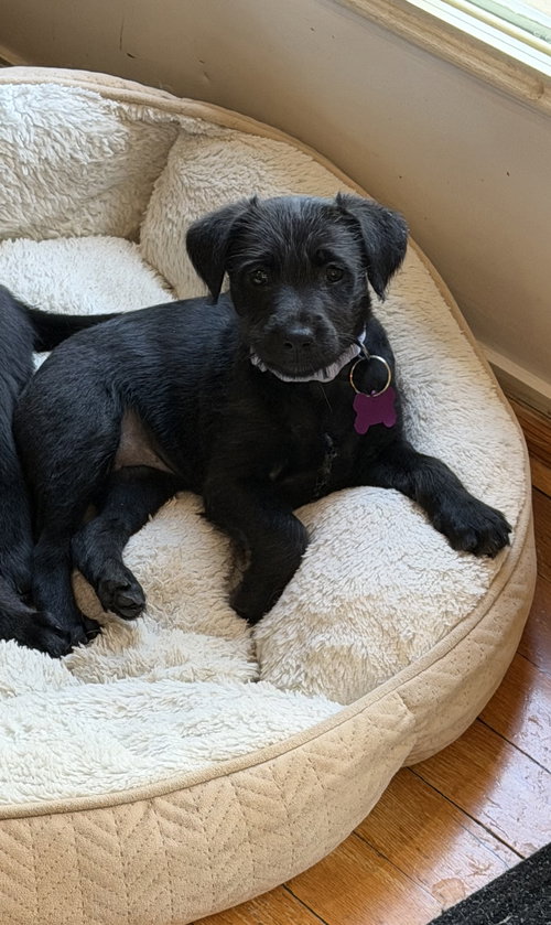 Peony Flower, an adoptable Labrador Retriever in Alpharetta, GA