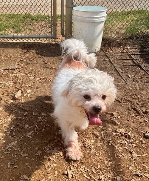 Ghost Man, an adoptable Maltese in Alpharetta, GA