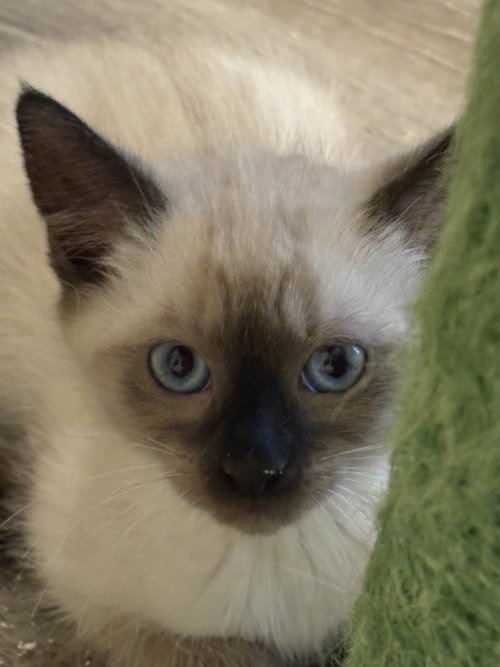 Jermaine Jackson, Baby Domestic Short Hair / Siamese / Mixed (short coat), cat for adoption in Smyrna, Georgia