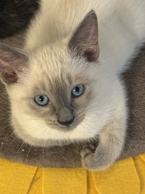 Tito Jackson, Baby Domestic Short Hair / Siamese / Mixed (short coat), cat for adoption in Smyrna, Georgia