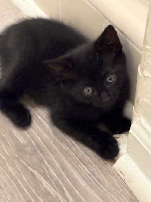 Michael Jackson, an adoptable Domestic Short Hair in Alpharetta, GA