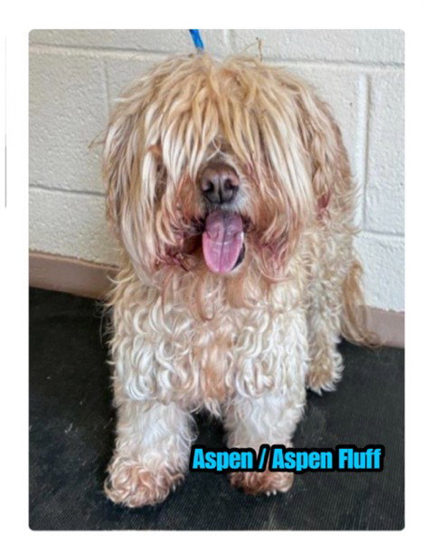 Aspen Fluff, an adoptable Poodle in Alpharetta, GA