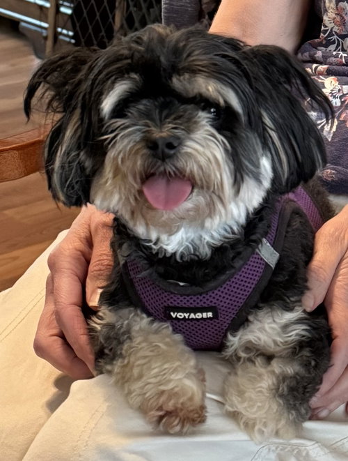Halle Asha, an adoptable Maltese in Alpharetta, GA