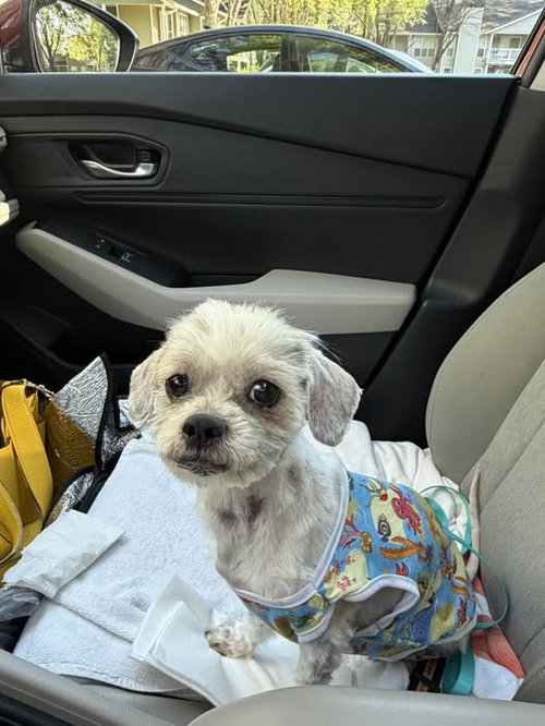 Freya Grace, an adoptable Maltese in Alpharetta, GA