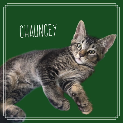 Chauncey Doe, an adoptable Tabby in Alpharetta, GA