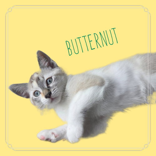 Butternut Doe, an adoptable Siamese in Alpharetta, GA