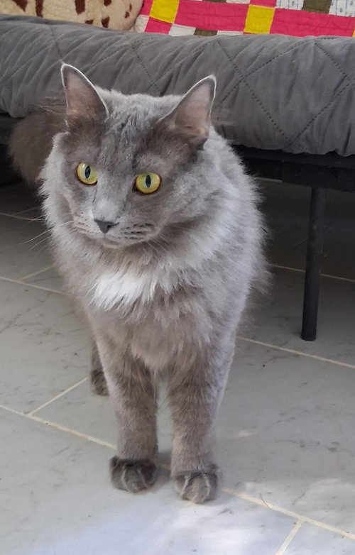 Smoke, Adult Domestic Medium Hair / Mixed (short coat), cat for adoption in Marietta, Georgia