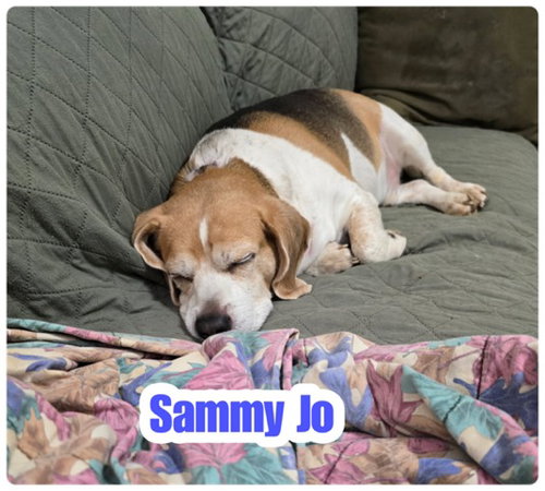 Sammy Jo photo 4