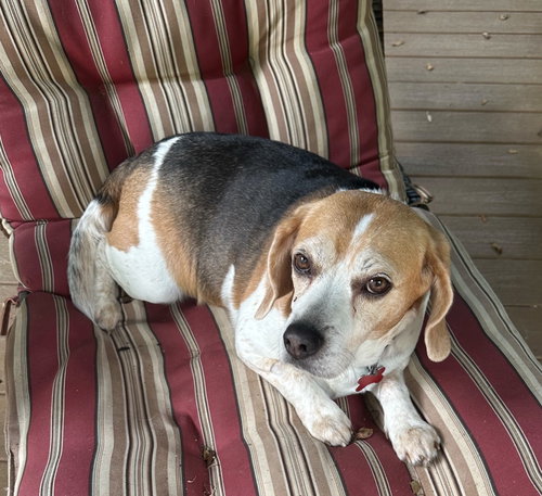Sammy Jo, an adoptable Beagle in Alpharetta, GA