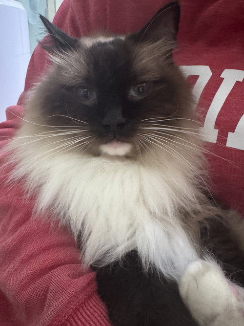 Mallow, Adult Ragdoll (long coat), cat for adoption in Peachtree Corners, Georgia