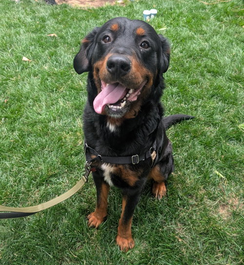 Rowdy Zane, an adoptable Rottweiler in Alpharetta, GA
